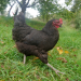 Drůbeží