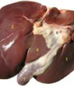 Orgánové maso (Vnitřnosti -játra, ledvinky, srdce, mozeček…)