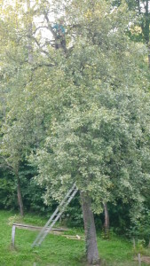 A také žebřík potřebujeme...nás syn rád leze po stromech..(hrušeň)