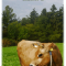 Kurz - Chov rodinné krávy 3.8.2024