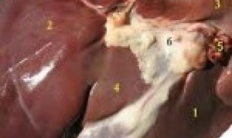 Orgánové maso (Vnitřnosti -játra, ledvinky, srdce, mozeček...)